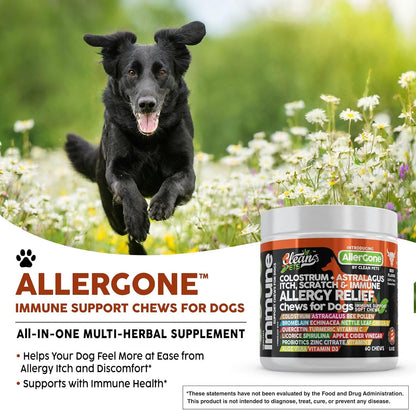 Allergy Immune