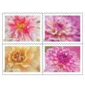 Dahlias